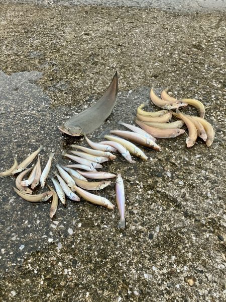 ついでに舌平目getの大漁で大歓喜