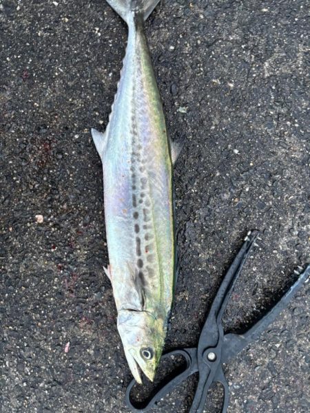 サゴシシーズン5