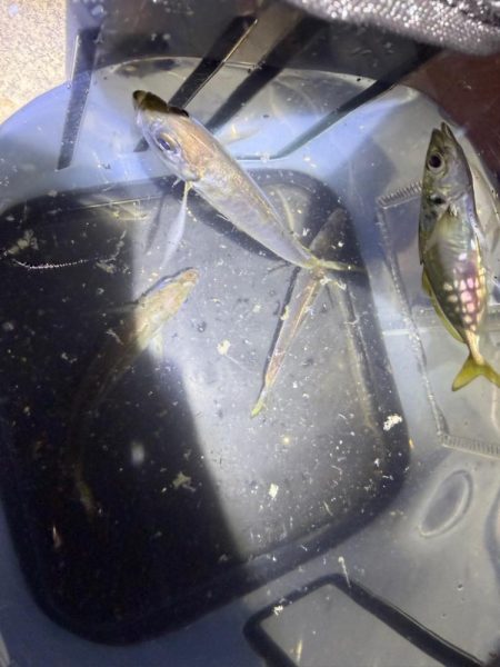 深夜の癒しの時間