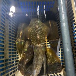 ティップラン和歌山