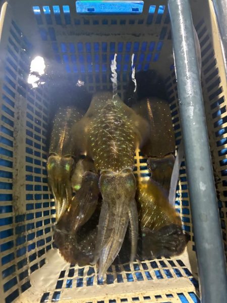 ティップラン和歌山