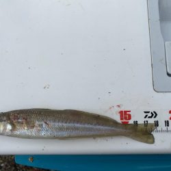 隙間時間のシロギスタ