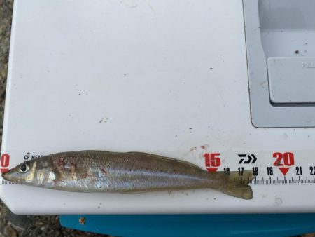 隙間時間のシロギスタ