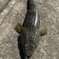 フラットフィッシュ