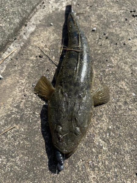 フラットフィッシュ