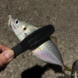 朝マズメ・夕マズメ