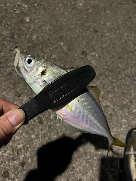 朝マズメ・夕マズメ