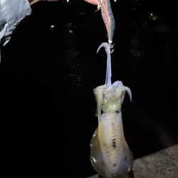 【秋イカ探し】伊根エリア②