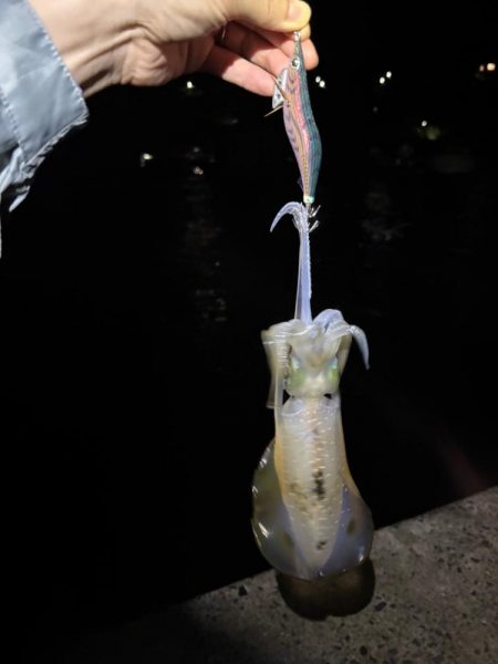 【秋イカ探し】伊根エリア②