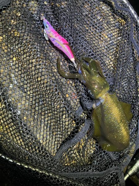 秋🦑　粘って数釣り😅