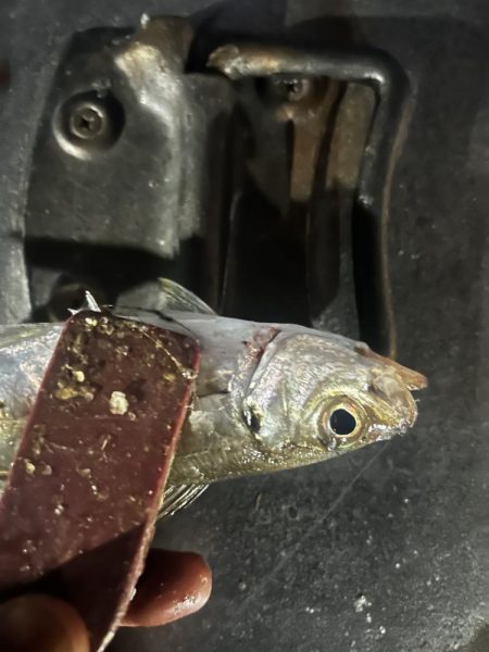 そろそろアジング