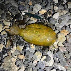 アオリイカ釣行