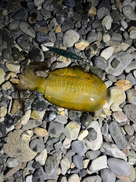 アオリイカ釣行