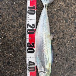 サゴシシーズン6