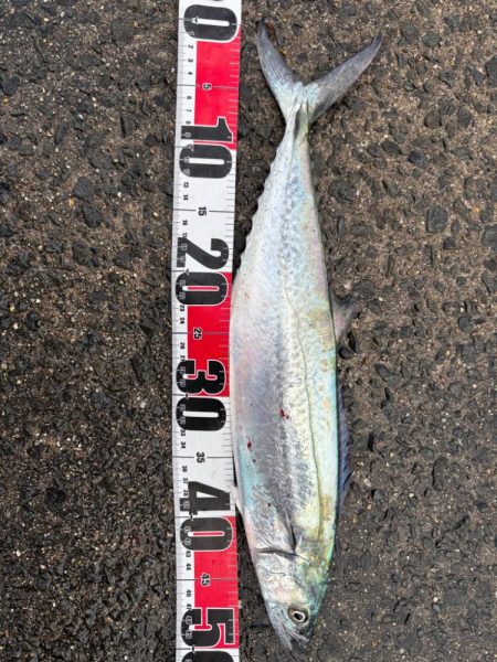 サゴシシーズン6