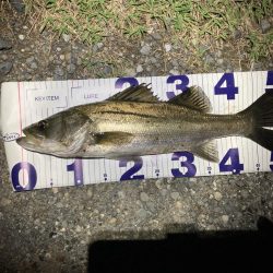 シーバスフィッシング