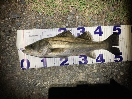 シーバスフィッシング