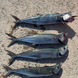 まだまだサゴシ