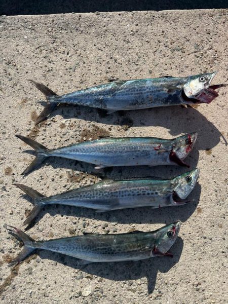 まだまだサゴシ