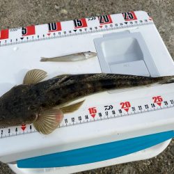 シロギスタ、カワハギスタ…マゴチスタ