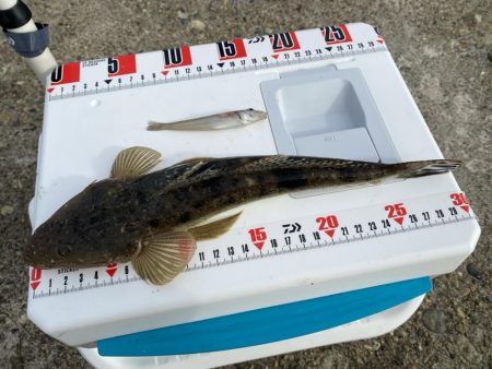 シロギスタ、カワハギスタ…マゴチスタ