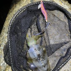 秋🦑　タコに注意！