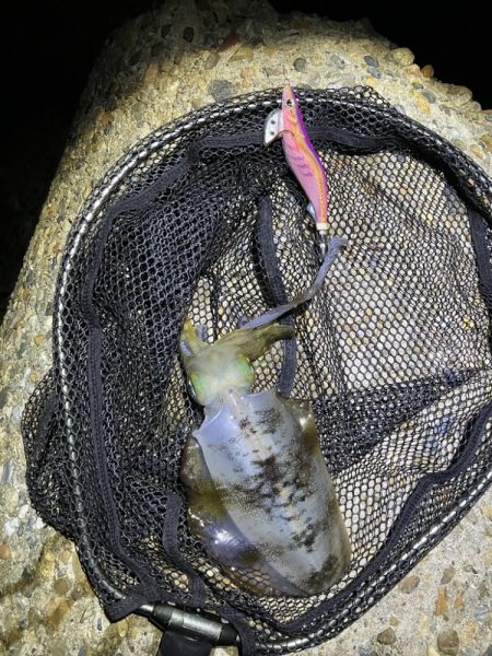 秋🦑　タコに注意！