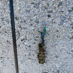 厳しい釣果………