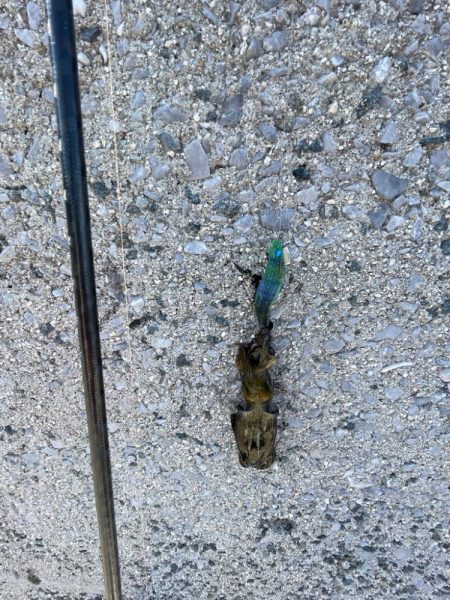 厳しい釣果………