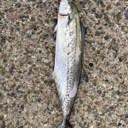 大阪湾奥ショアジギ