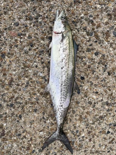 大阪湾奥ショアジギ