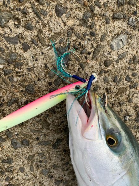 久しぶりのハマチ