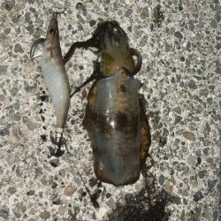 月夜のエギング