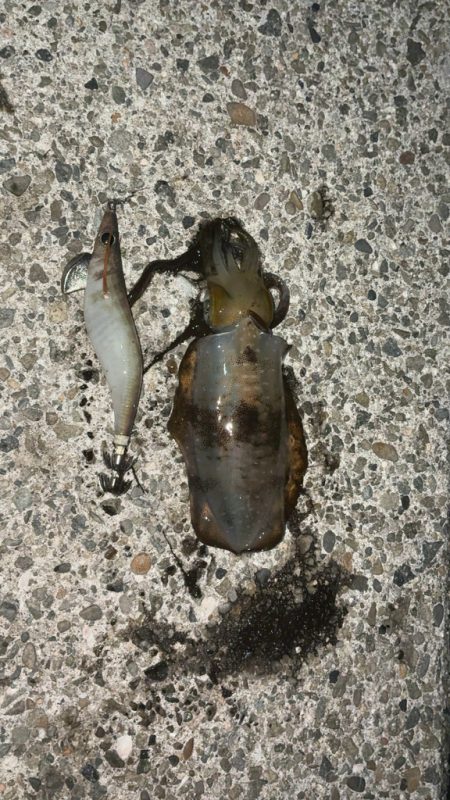 月夜のエギング