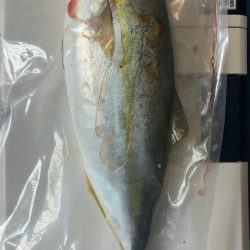 だだ巻きジギング