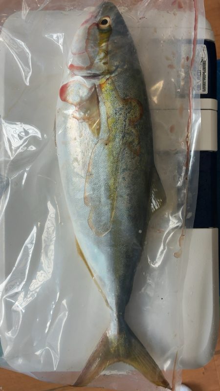 だだ巻きジギング