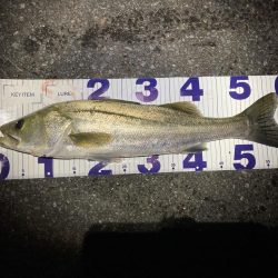 シーバスフィッシング