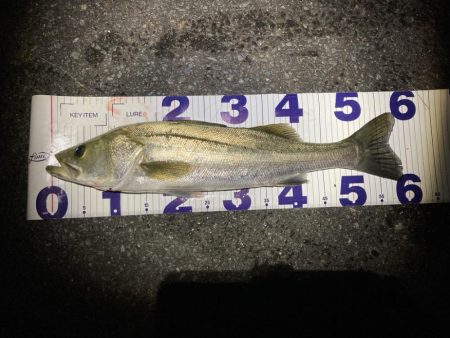 シーバスフィッシング