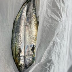 サゴシ祭り参加も貧打