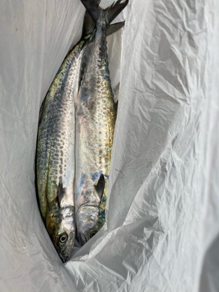 サゴシ祭り参加も貧打