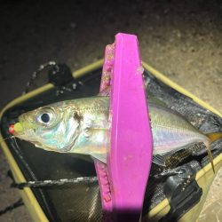 ドリフト豆アジング