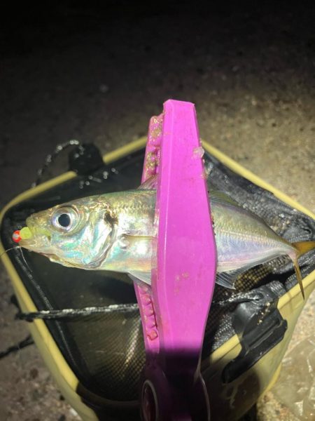 ドリフト豆アジング