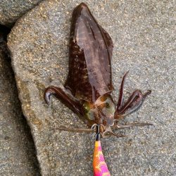 磯エギング🦑