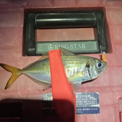 アジング撃沈しました