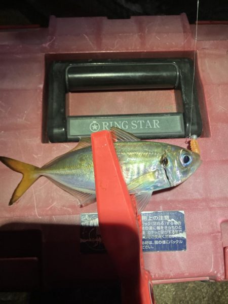 アジング撃沈しました