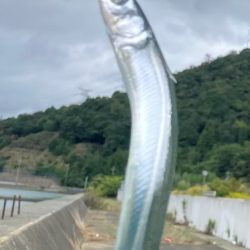 サヨリウジャウジャおかえりアジ