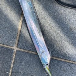 帰省＆タチウオ