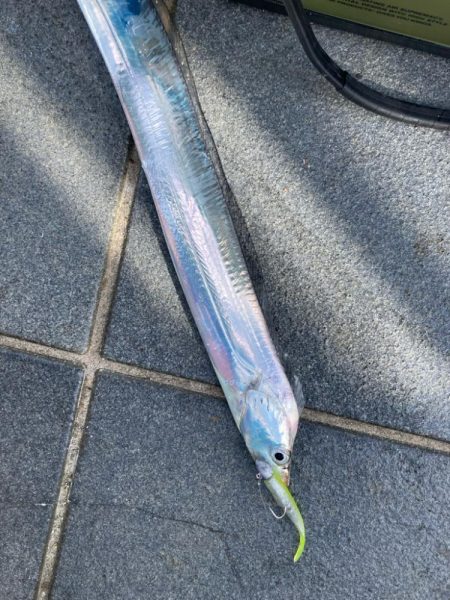 帰省＆タチウオ