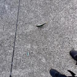 サバが沸いていた