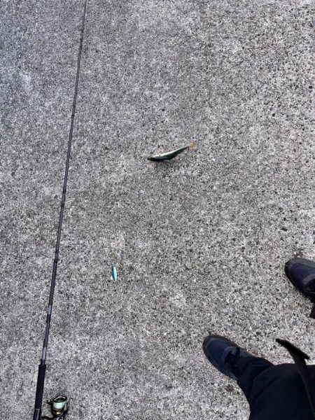 サバが沸いていた